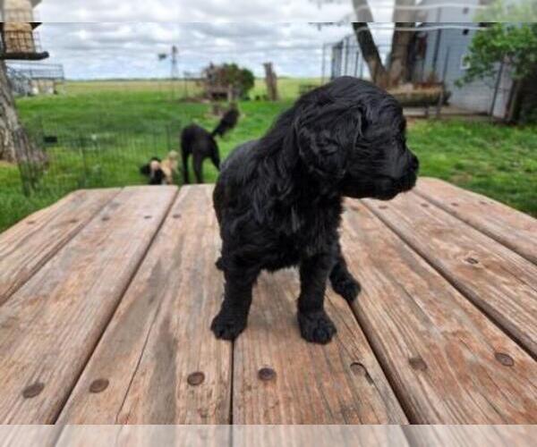 Medium Photo #2 Goldendoodle Puppy For Sale in LEON, KS, USA