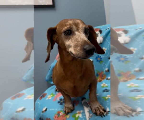 Medium Photo #2 Dachshund Puppy For Sale in Weston, FL, USA