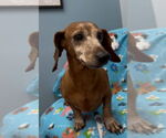 Small #1 Dachshund