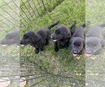 Small Photo #5 Labrador Retriever Puppy For Sale in EDEN VALLEY, MN, USA
