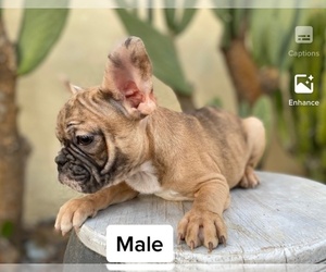 French Bulldog Puppy for sale in MORENO VALLEY, CA, USA