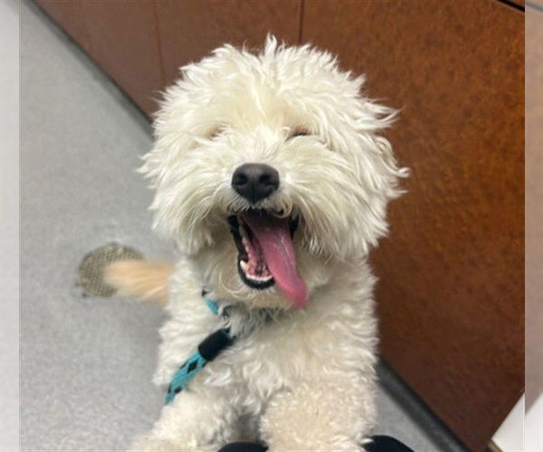 Medium Photo #2 Maltipoo (Miniature) Puppy For Sale in Rancho Cucamonga, CA, USA