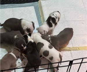 American Bully-American Pit Bull Terrier Mix Puppy for sale in HOPEWELL, VA, USA