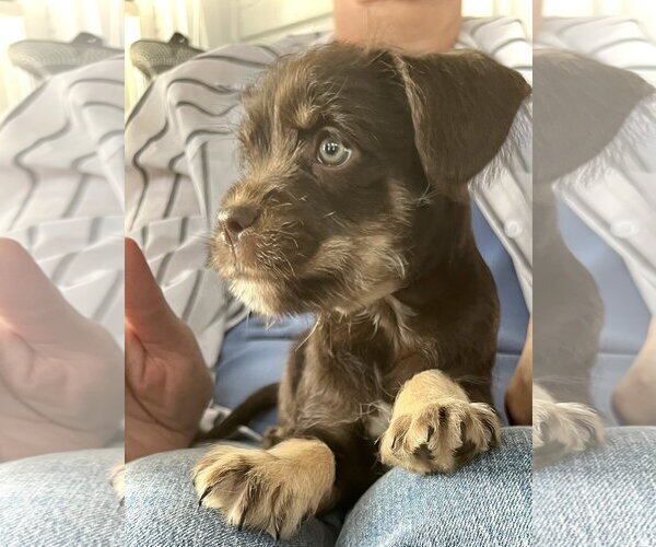 Medium Photo #2 French Bulldog-Unknown Mix Puppy For Sale in Estherville, IA, USA