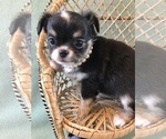 Small #2 Chihuahua
