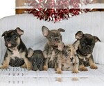 Small #4 French Bulldog
