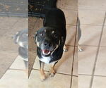 Small #3 Labrador Retriever Mix