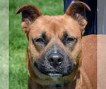 Small #1 Boxer-German Shepherd Dog Mix