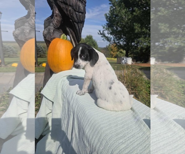 Medium Photo #4 Borador Puppy For Sale in SHERBURNE, NY, USA