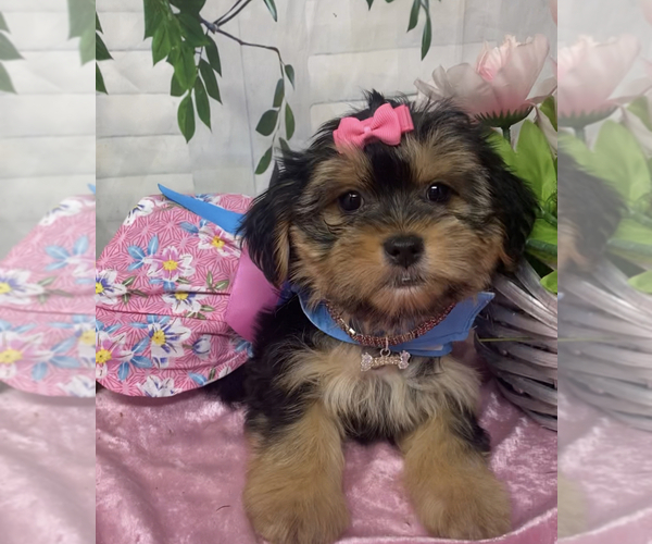 Medium Photo #4 Shorkie Tzu Puppy For Sale in SELLERSBURG, IN, USA