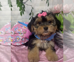 Small #3 Shorkie Tzu