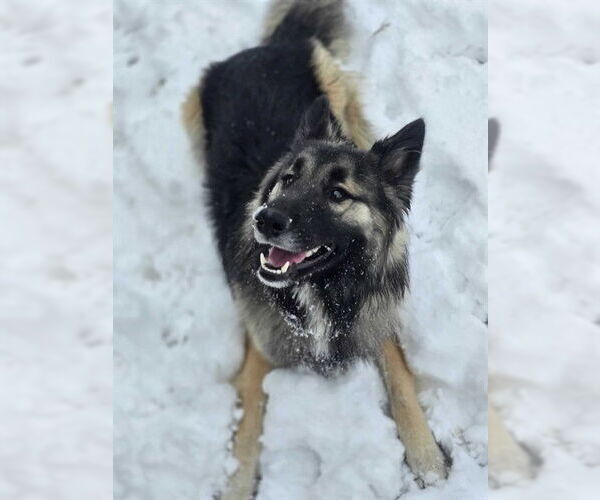 Medium Photo #1 German Shepherd Dog Puppy For Sale in Ogden, UT, USA
