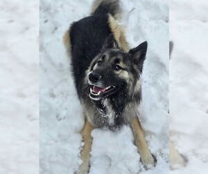 German Shepherd Dog Dogs for adoption in Ogden, UT, USA