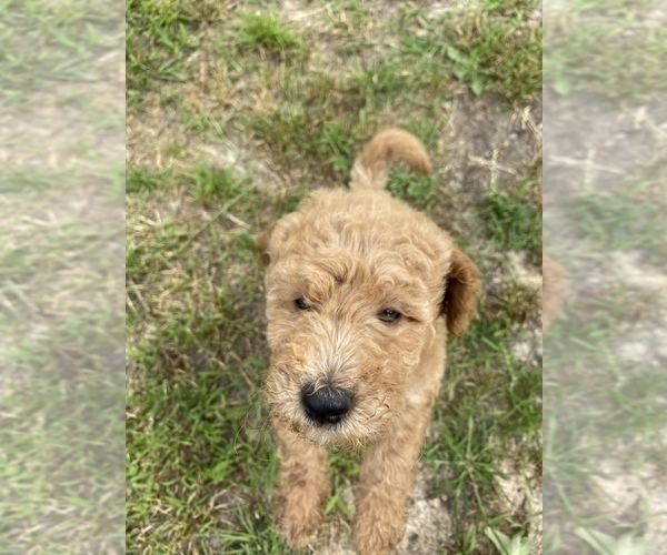 Medium Photo #1 Goldendoodle Puppy For Sale in PALESTINE, TX, USA
