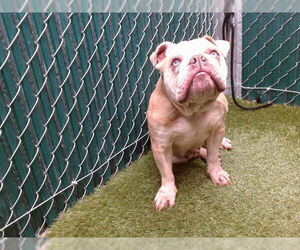 Bulldog Dogs for adoption in Downey, CA, USA