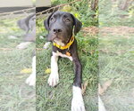 Small #3 American Staffordshire Terrier-Great Pyrenees Mix
