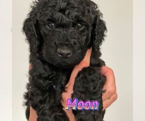 Goldendoodle Puppy for Sale in BARRINGTON, Illinois USA