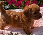 Small Photo #38 Cavapoo Puppy For Sale in GOSHEN, IN, USA