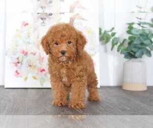 Goldendoodle Puppy for sale in BEL AIR, MD, USA