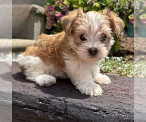 Morkie Puppy for sale in WILLIAMSBURG, IN, USA