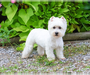 Mother of the West Highland White Terrier puppies born on 03/02/2026