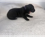 Small Photo #6 Great Dane Puppy For Sale in OLATHE, CO, USA