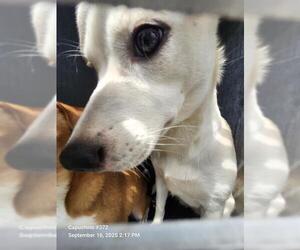 Labrador Retriever-Unknown Mix Dogs for adoption in San Antonio, TX, USA