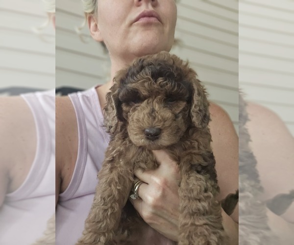 Medium Photo #2 Poodle (Standard) Puppy For Sale in SALISBURY, NC, USA