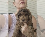Small #1 Poodle (Standard)