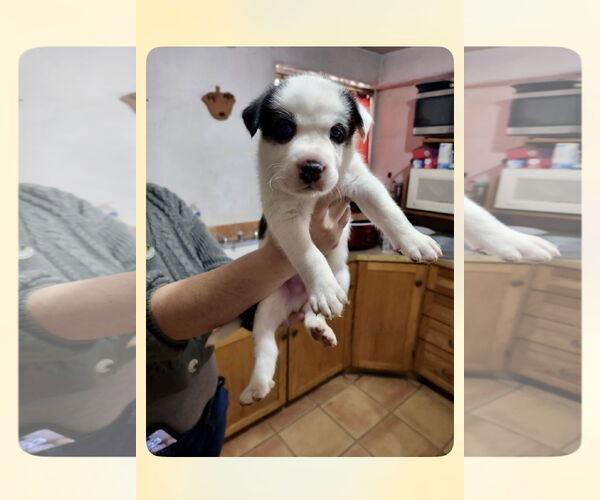 Medium Photo #5 Huskies -Unknown Mix Puppy For Sale in Mesa, AZ, USA