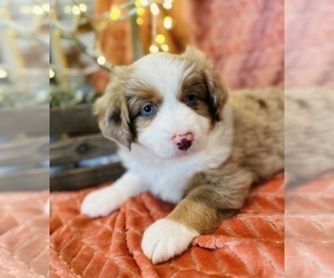 Miniature Australian Shepherd Puppy for Sale in ANTHONY, Florida USA