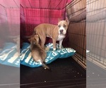 Small Photo #3 American Bully Puppy For Sale in ELEPHANT BTTE, NM, USA