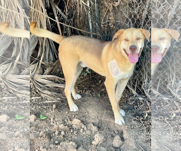 Medium Photo #3 Shepradors Puppy For Sale in San Bernardino , CA, USA