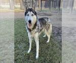 Small #1 Siberian Husky