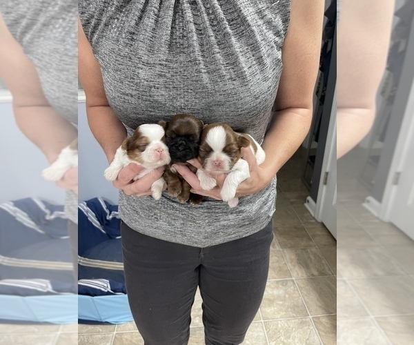 Medium Photo #2 Shih Tzu Puppy For Sale in SUGAR HILL, GA, USA