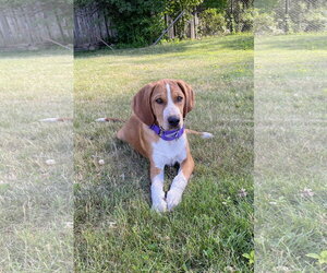 Mutt Dogs for adoption in Rockaway, NJ, USA