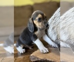 Small #5 Beagle