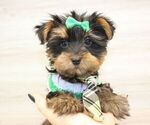 Small #9 Yorkshire Terrier