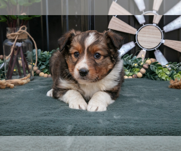 Medium Photo #11 Shel-Aussie Puppy For Sale in HILLSBORO, OH, USA