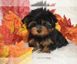Yorkshire Terrier Puppy for sale in ELDORADO, OH, USA