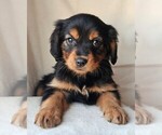 Small Photo #18 Cavalier King Charles Spaniel-Miniature Australian Shepherd Mix Puppy For Sale in GILBERT, AZ, USA