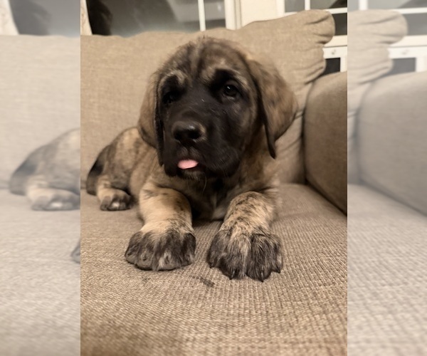 Medium Photo #10 Mastiff-Pyrenean Mastiff Mix Puppy For Sale in RHOME, TX, USA