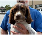 Small Brittany
