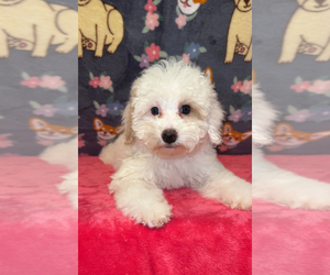 Maltipoo Puppy for sale in BEECH GROVE, IN, USA