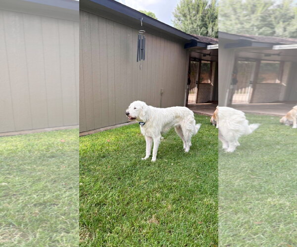 Medium Photo #3 Great Pyrenees-Unknown Mix Puppy For Sale in Houston, TX, USA
