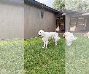 Max - Male Great Pyrenees-Unknown Mix Dog for Adoption - Photo #3