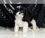 Small #2 Cavapoo