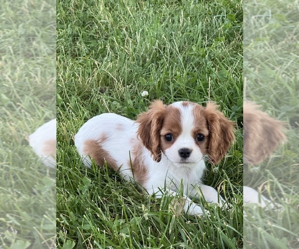 Medium Photo #3 Cavalier King Charles Spaniel Puppy For Sale in CANOGA, NY, USA