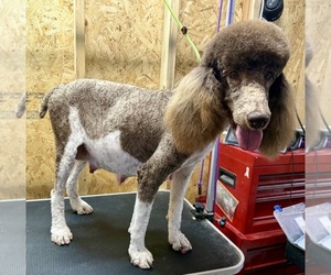 Mother of the Poodle (Standard) puppies born on 07/15/2025
