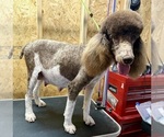 Small Photo #1 Poodle (Standard) Puppy For Sale in SAN ANTONIO, TX, USA